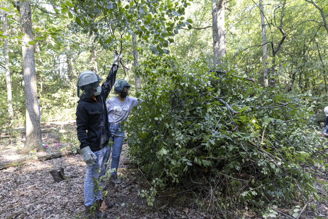 Crew members add cut brush to a pile in order to clear invasive species of plants at Possum Hollow Woods.